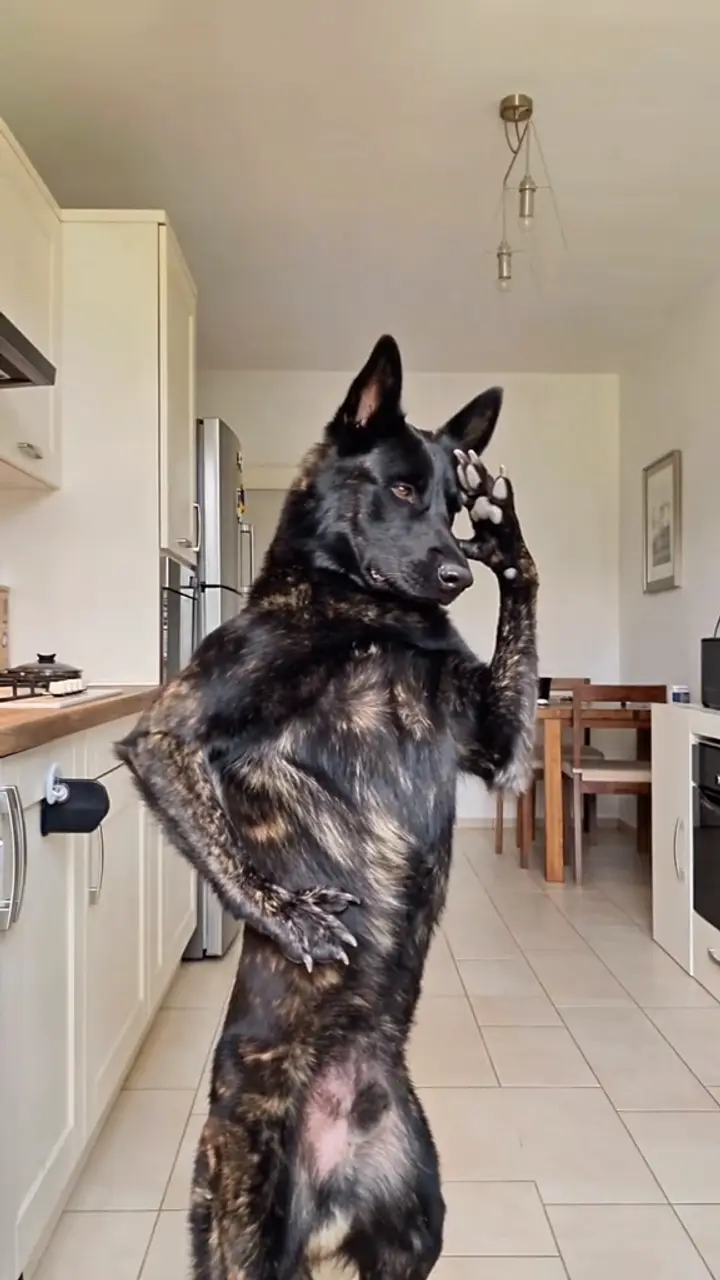 Bad Times Pet template