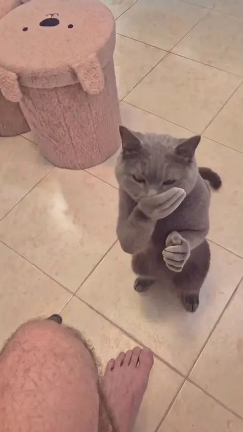 Clapping Cat template